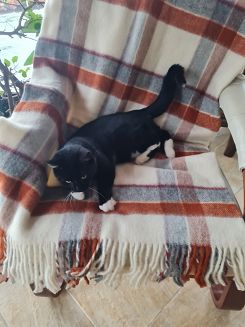 Koc wełniany z frędzlami 150x200 wełna nowozelandzka krata terakota ekri szary czerwony