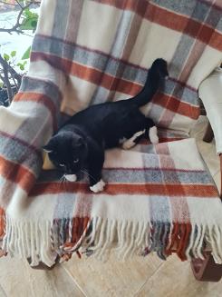 Koc wełniany z frędzlami 150x200 wełna nowozelandzka krata terakota ekri szary czerwony