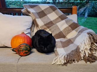 Koc wełniany z frędzlami 150x200 wełna nowozelandzka krata szachownica brązowa ekri