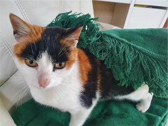 Koc bawełniano-akrylowy 150x20 laef