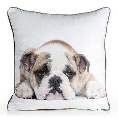 Poszewka dekoracyjna ANIMAL 45x45 Eurofirany biała beżowa grafitowa smutny piesek buldog angielski