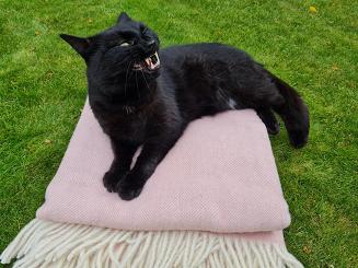 Koc wełniany z frędzlami 150x200 DIAGONAL wełna nowozelandzka różowy