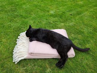 Koc wełniany z frędzlami 150x200 DIAGONAL wełna nowozelandzka różowy