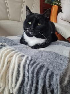 Koc wełniany z frędzlami 150x200 wełna nowozelandzka krata szachownica grafitowa ekri szara