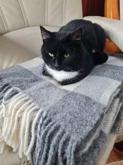 Koc wełniany z frędzlami 150x200 wełna nowozelandzka krata szachownica grafitowa ekri szara