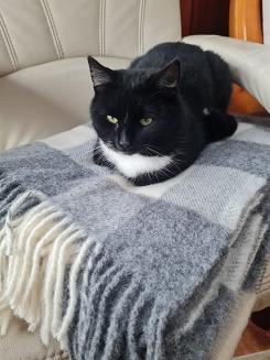 Koc wełniany z frędzlami 150x200 wełna nowozelandzka krata szachownica grafitowa ekri szara