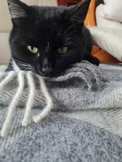 Koc wełniany z frędzlami 150x200 wełna nowozelandzka krata szachownica grafitowa ekri szara