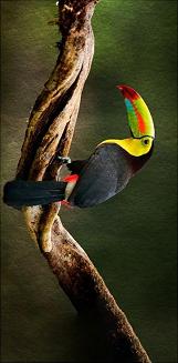 Ręcznik plażowy 70x140 tukan