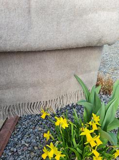 Koc wełniany jednobarwny z frędzlami sepia