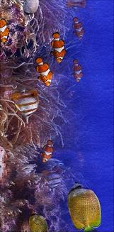 Ręcznik plażowy 100x180 granatowy nemo wzór 1