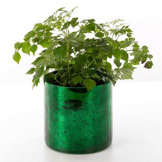 Donica dekoracyjna VERRE3 Eurofirany zielony