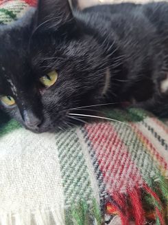 Koc wełniany z frędzlami 160x200 kratka szkocka