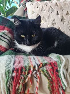 Koc wełniany z frędzlami 160x200 kratka szkocka