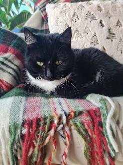 Koc wełniany z frędzlami 160x200 kratka szkocka