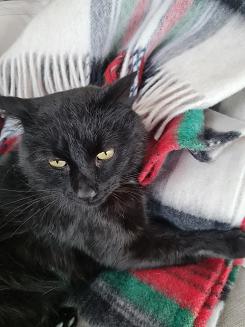 Koc wełniany z frędzlami 100% WEŁNA szkocka krata