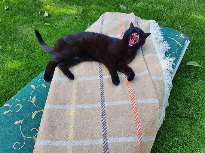 Koc wełniany czy bawełniany? 